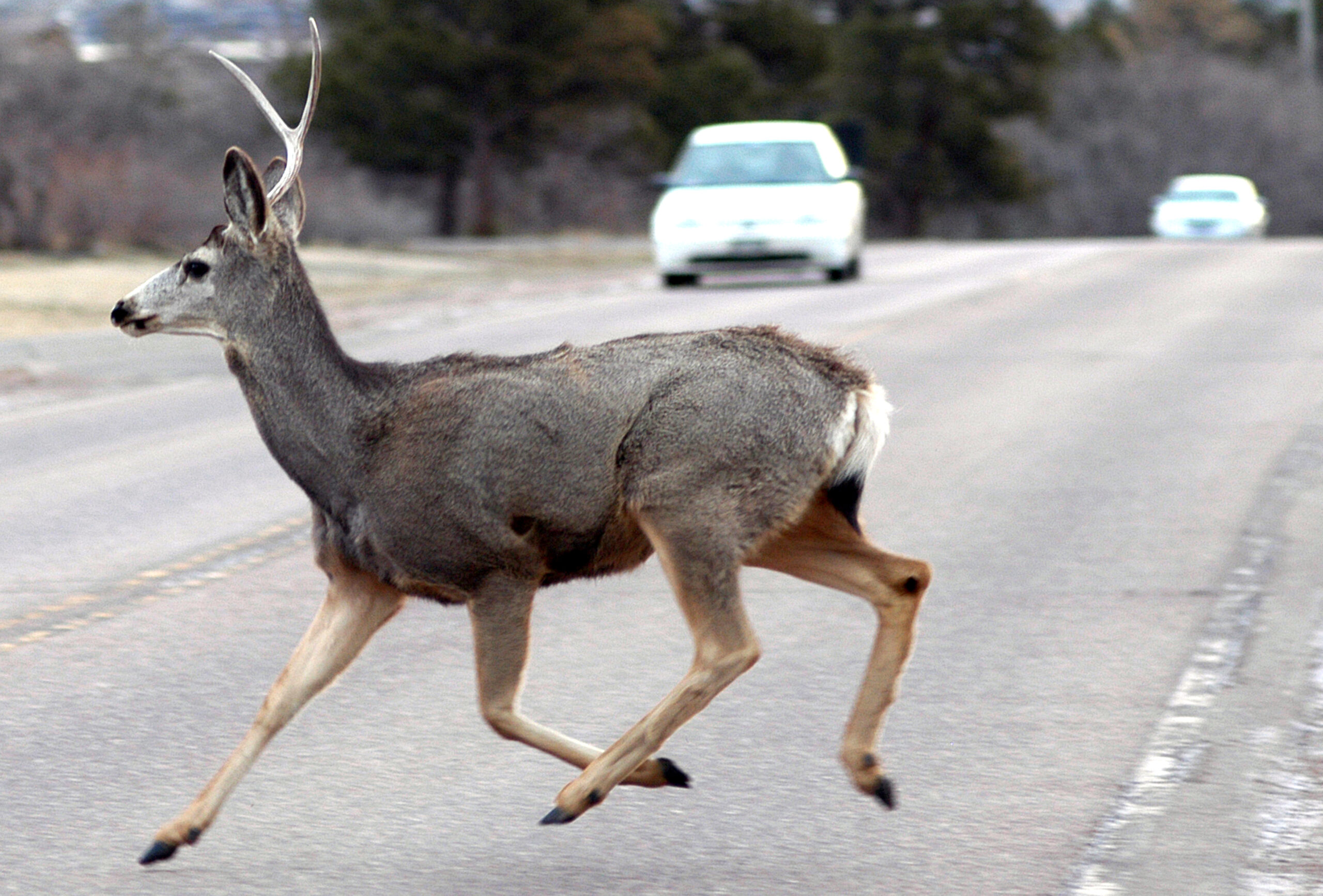 Getting into a Car Accident with an Animal