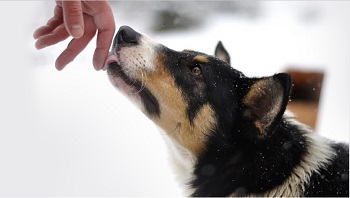 Indianapolis Dog Bite Lawyer