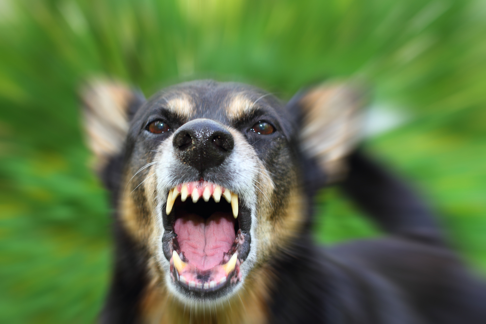 Fort Wayne Dog Bite Lawyer