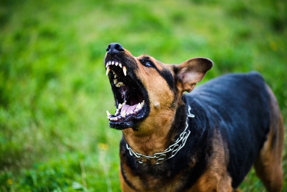 Greenwood Dog Bite Injury Lawyer