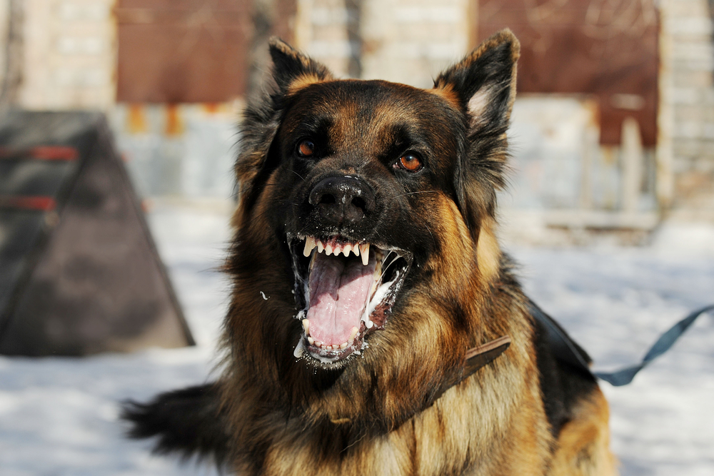 Do I Have To Report My Dog Bite In Indiana?