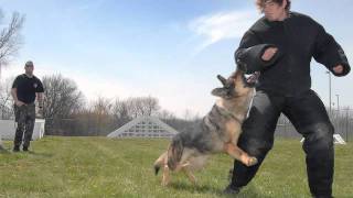 Are some dogs more likely to attack than others?