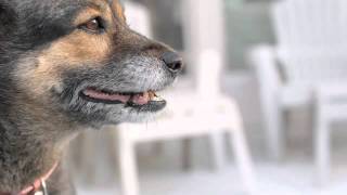 Could owner be liable even if the dog wasn’t running loose?